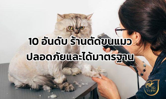 10 อันดับ ร้านตัดขนแมว ปลอดภัยและได้มาตรฐาน